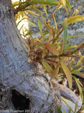 clusters of sprouts